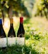 Degustare de vin la o crama-boutique de renume din Prahova