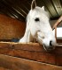 Have dinner with your loved ones in the company of horses, at the stable in Brasov