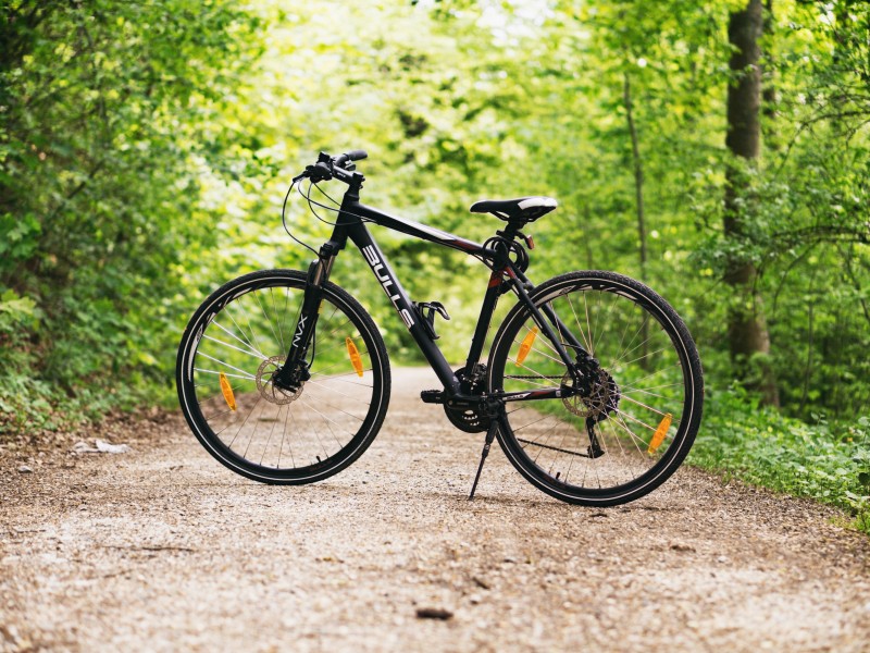 Discover the beauty of Snagov Forest on a family bike tour
