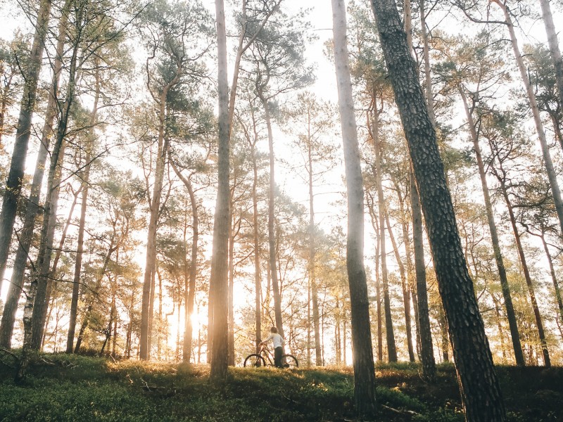 Discover the beauty of Snagov Forest on a family bike tour