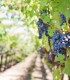 Family bike tour to the wine cellars in Dealu Mare