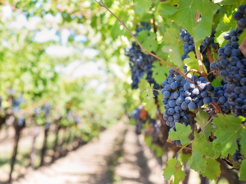 Family bike tour to the wine cellars in Dealu Mare