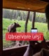Observare ursi in Tinutul Vulcanilor