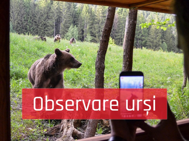 Bear watching in Tinutul Vulcanilor