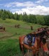 Tur calare de o zi in Carpatii Orientali