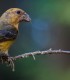 Observa si fotografiaza exemplare rare de pasari din Muntii Harghita