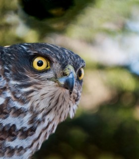 Observa si fotografiaza exemplare rare de pasari din Muntii Harghita