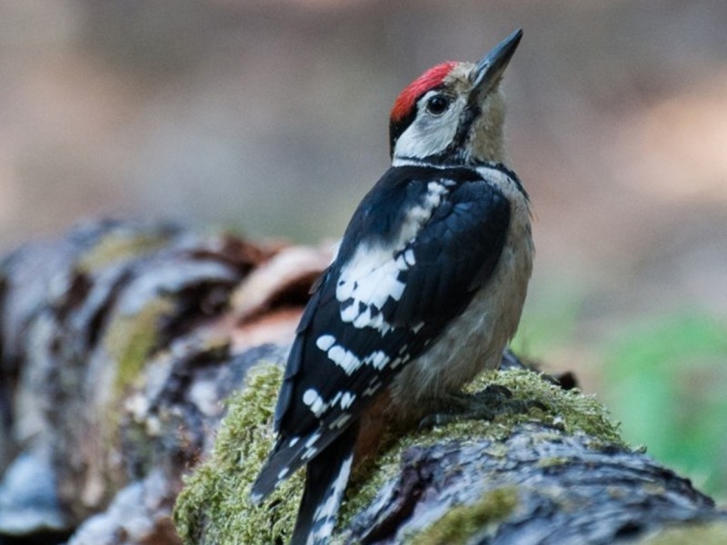 Observe and photograph rare birds from Harghita Mountains