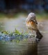 Observe and photograph rare birds from Harghita Mountains