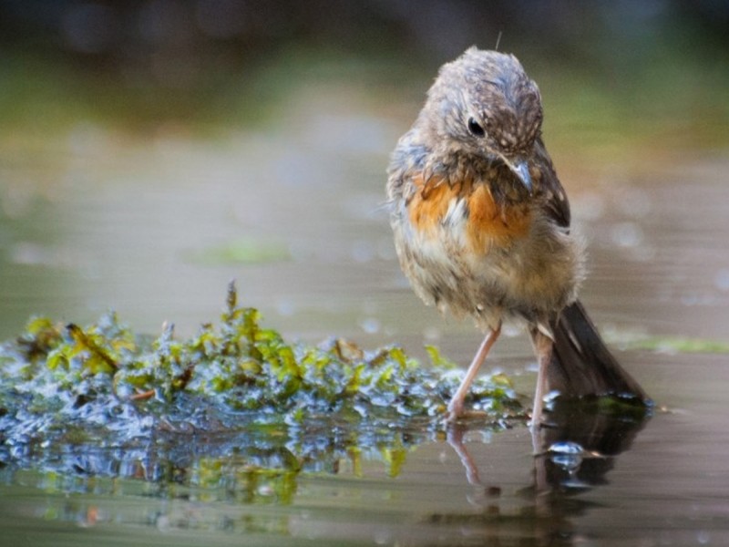 Observe and photograph rare birds from Harghita Mountains