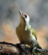 Observe and photograph rare birds from Harghita Mountains