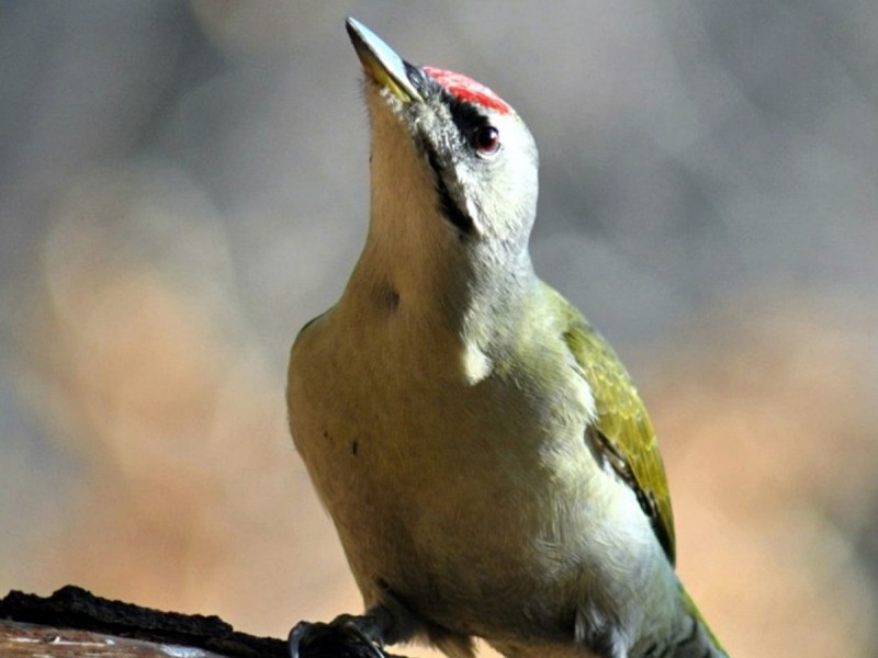 Observe and photograph rare birds from Harghita Mountains