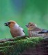 Observe and photograph rare birds from Harghita Mountains