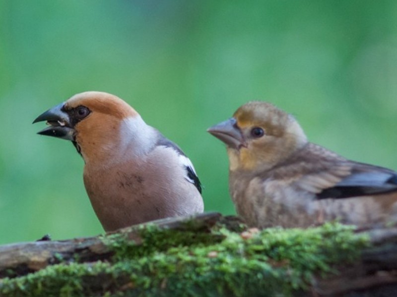 Observe and photograph rare birds from Harghita Mountains