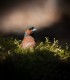 Observa si fotografiaza exemplare rare de pasari din Muntii Harghita