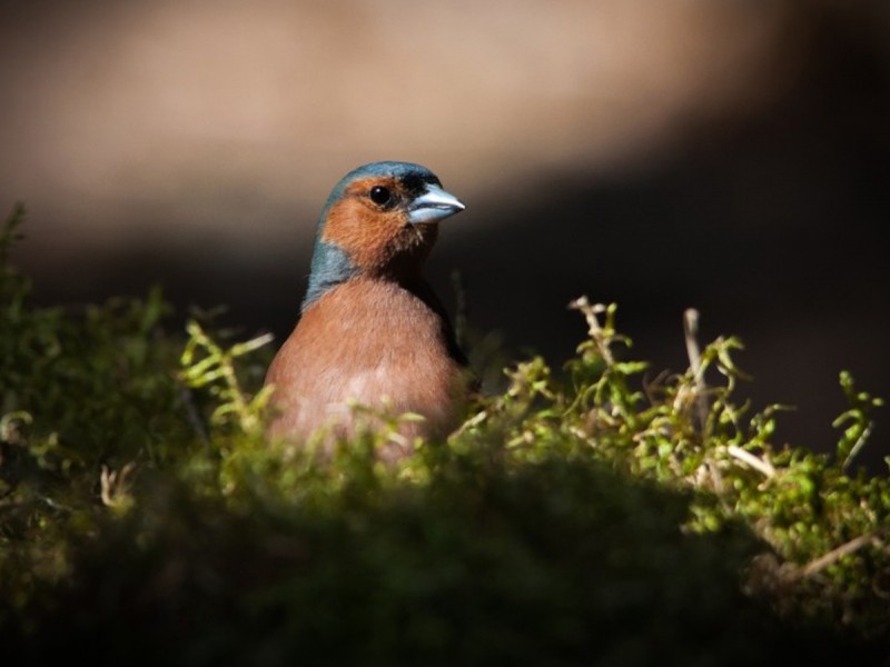 Observe and photograph rare birds from Harghita Mountains