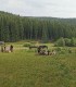 Family horse-drawn carriage rides on the plains of Harghita