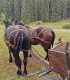 Family horse-drawn carriage rides on the plains of Harghita