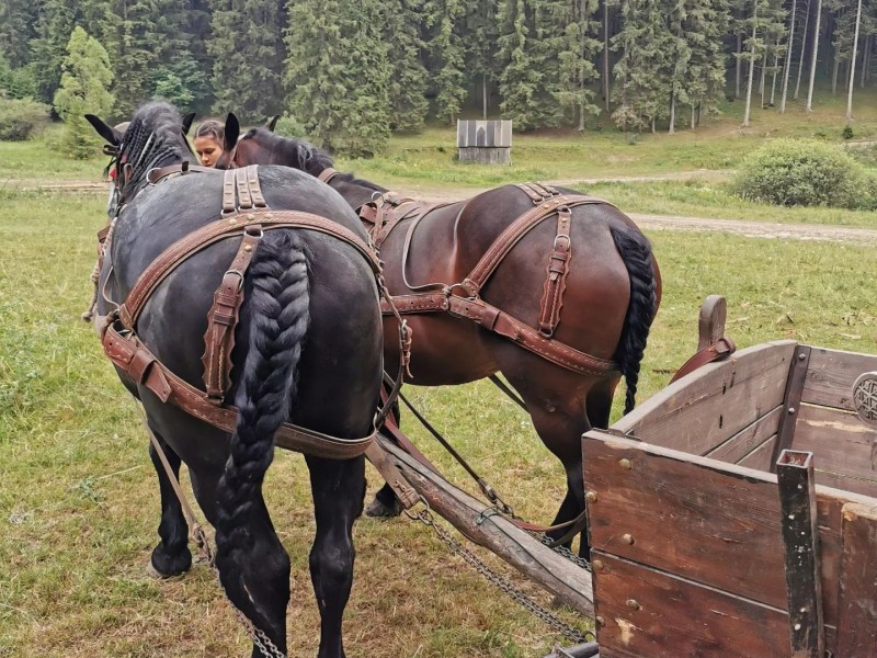 Family horse-drawn carriage rides on the plains of Harghita