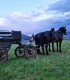 Family horse-drawn carriage rides on the plains of Harghita