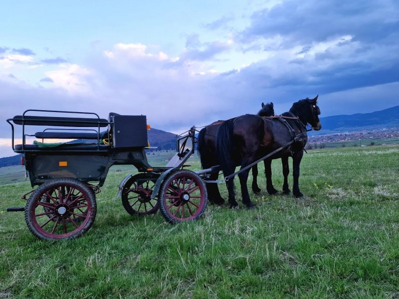 Family horse-drawn carriage rides on the plains of Harghita