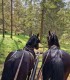 Family horse-drawn carriage rides on the plains of Harghita