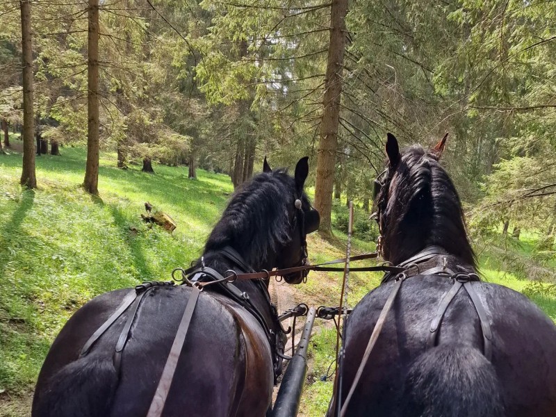 Family horse-drawn carriage rides on the plains of Harghita