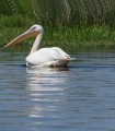 Day trip to the Danube Delta - discover one of the greatest biodiversity in Europe and a UNESCO heritage