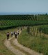 Turul cramelor pe bicicleta, Drumul Vinului