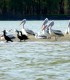 Go on a trip to explore the Danube with your friends