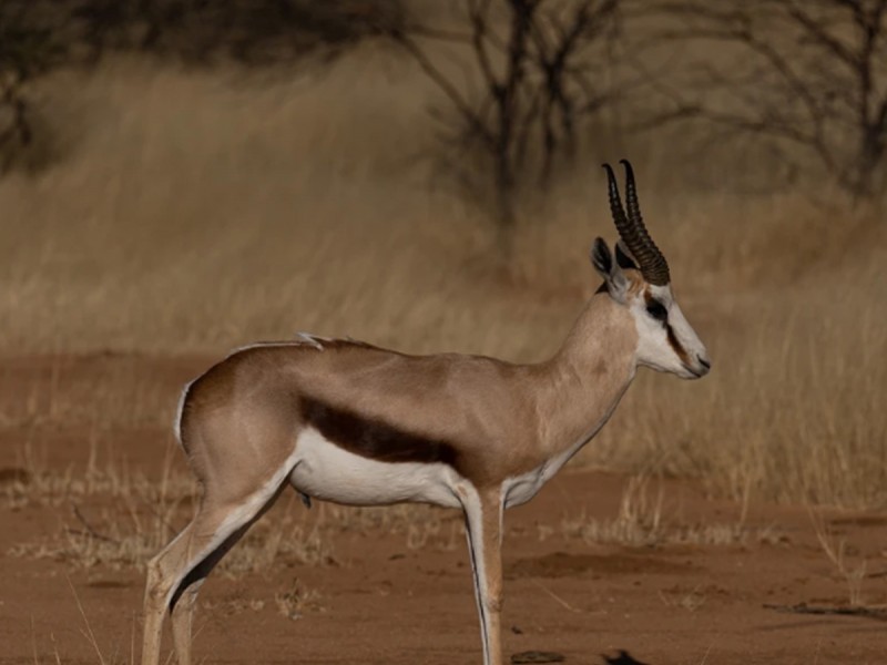 15 zile de aventura intr-o experienta VIP in Namibia, Botswana si Zimbabwe