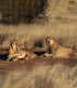 15 zile de aventura intr-o experienta VIP in Namibia, Botswana si Zimbabwe