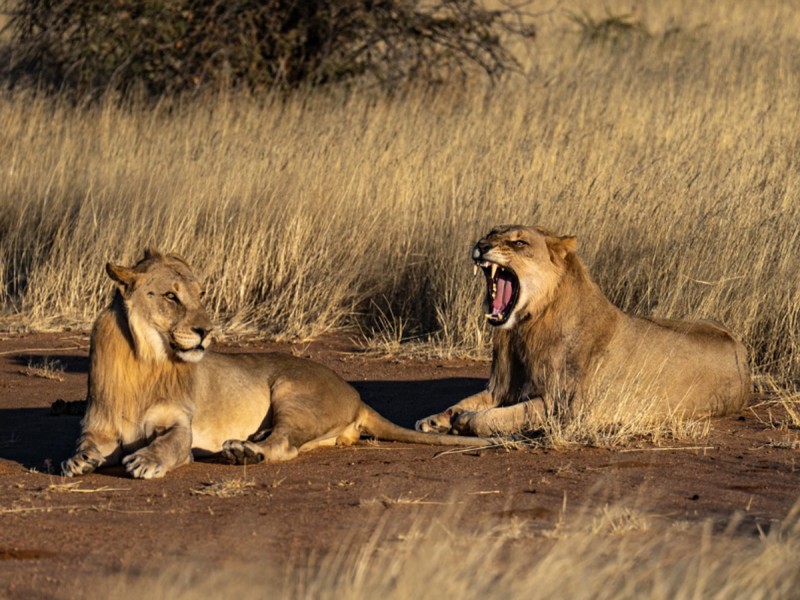 15 zile de aventura intr-o experienta VIP in Namibia, Botswana si Zimbabwe