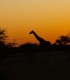 15 zile de aventura intr-o experienta VIP in Namibia, Botswana si Zimbabwe
