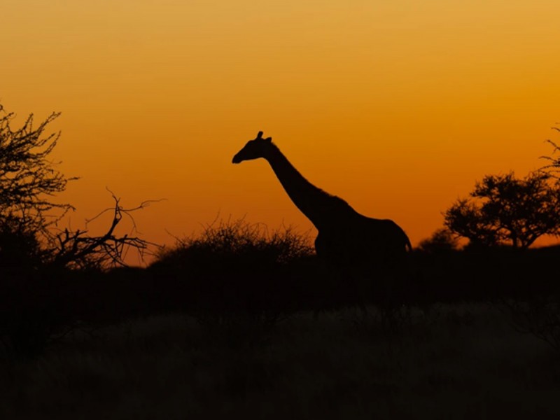15 zile de aventura intr-o experienta VIP in Namibia, Botswana si Zimbabwe