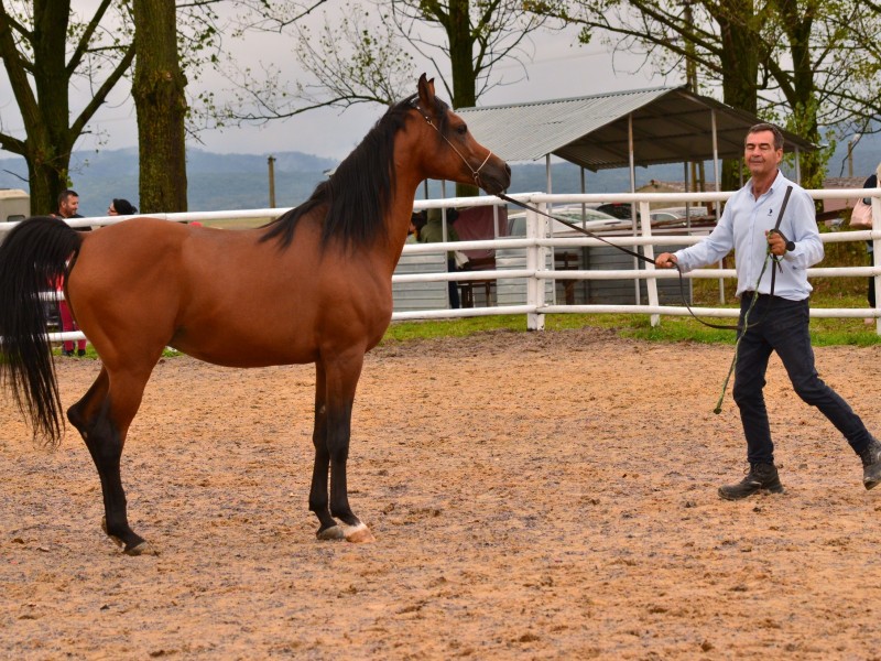 Your first riding session with thoroughbred Arabian horses near Sibiu