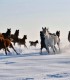 Unique experience - Meet free horses, pure Arabian blood near Sibiu