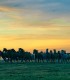 Unique experience - Meet free horses, pure Arabian blood near Sibiu