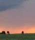 Sunset dinner overlooking Sibiu in the company of over 40 free horses