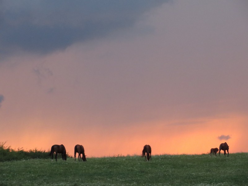 Sunset dinner overlooking Sibiu in the company of over 40 free horses