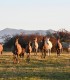 Sunset dinner overlooking Sibiu in the company of over 40 free horses