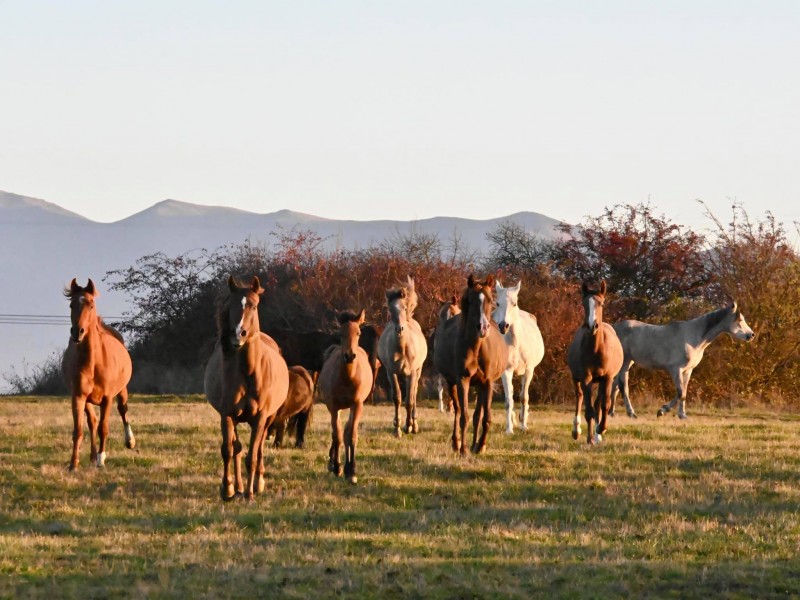 Sunset dinner overlooking Sibiu in the company of over 40 free horses