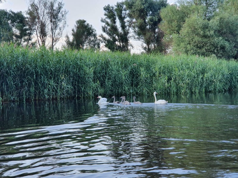 Plimbare cu barca de 5 ore pe traseul Tulcea-Mila 23 in Delta Dunarii