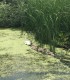 One day boat trip on the route Tulcea - Mila 23 - Letea - Sulina