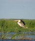 Admire the bird colonies on a boat trip in the Danube