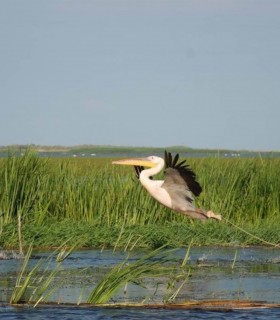 Admire the bird colonies on a boat trip in the Danube