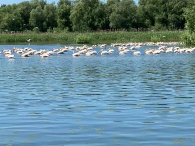 Admira coloniile de pasari intr-o plimbare cu barca in Delta Dunarii