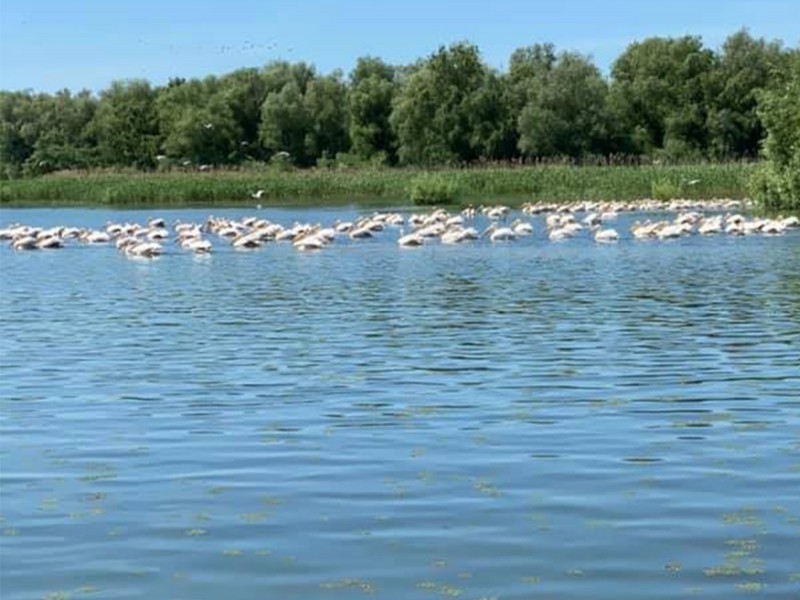 Plimbare cu barca de 5 ore pe traseul Tulcea-Mila 23 in Delta Dunarii