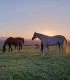 Sunset dinner overlooking Sibiu in the company of over 40 free horses