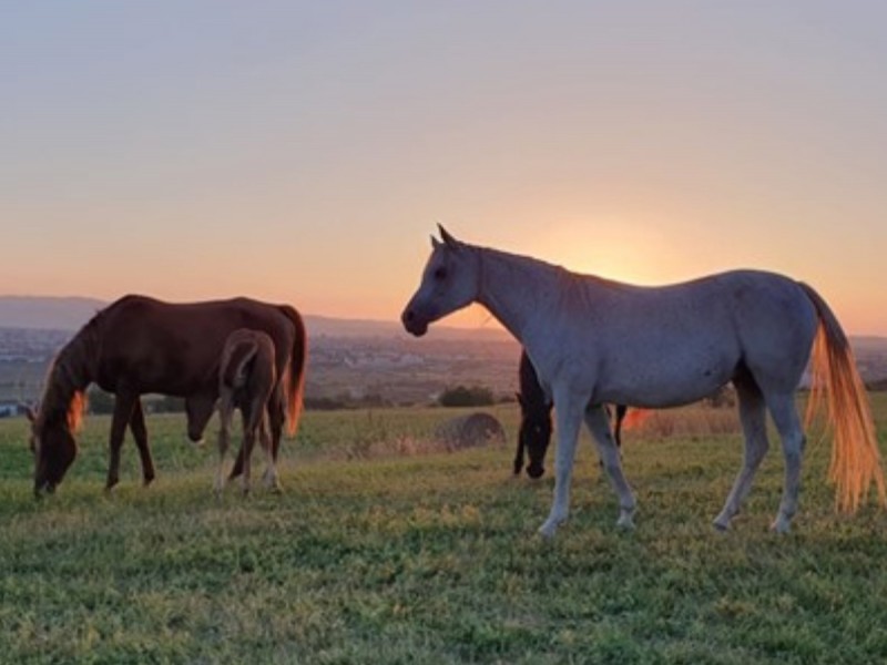 Sunset dinner overlooking Sibiu in the company of over 40 free horses